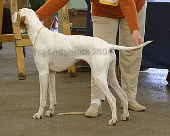 Special Yearling Bitch